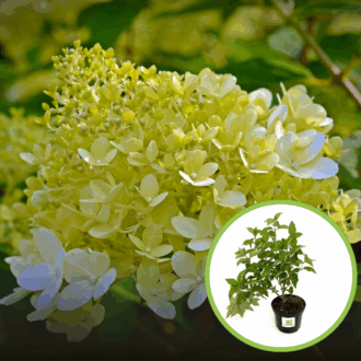 Hortensja Bukietowa Little Alf - PIĘKNA NOWOŚĆ Hydrangea paniculata 'Little Alf' 1