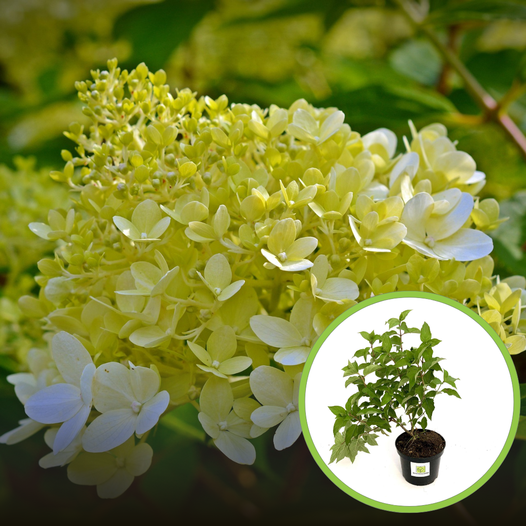 Hortensja Bukietowa Little Alf - PIĘKNA NOWOŚĆ Hydrangea paniculata 'Little Alf' 1