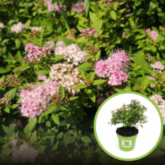 Tawuła japońska Genpei - dwukolorowa Spiraea japonica 'Genpei ' 1