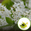 Żylistek mieszańcowy Aurea - złote liście Deutzia x hybrida 'Aurea ' 1