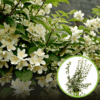 Jaśminowiec wonny - piękne kwiaty Philadelphus coronarius 1