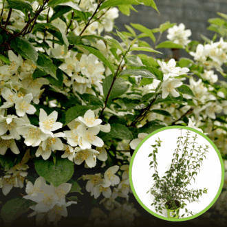 Jaśminowiec wonny - piękne kwiaty Philadelphus coronarius 1