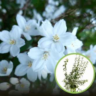 Jaśminowiec wonny Erectus - biały pachnący Philadelphus coronarius 'Erectus' 1