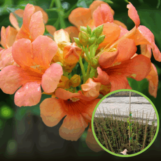 Milin Amerykański JUDY - Żółty Campsis radicans 'Judy' 1
