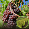 Winogron winorośl bezpestkowy Einset Seedless - ODMIANA NA RODZYNKI Vitis vinifera 'Einset seedless' 1