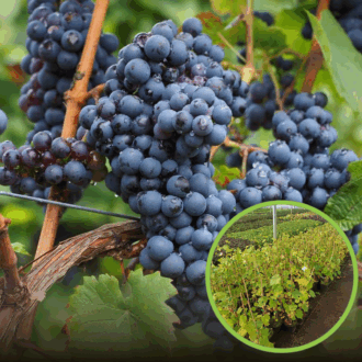 Winogron winorośl BUFFALO granatowe - IDEALNA NA WINA Vitis vinifera 'Buffalo' 1