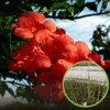Milin Amerykański Flamenco - czerwony Campsis radicans 'Flamenco' 1