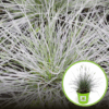 Kostrzewa sina Elijah Blue (Festuca) - Niedźwiedzie futro trawa ozdobna Festuca glauca Elijah Blue 1