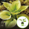 Funkia Hosta Golden Waffles - złote liście Hosta Golden Waffles 1