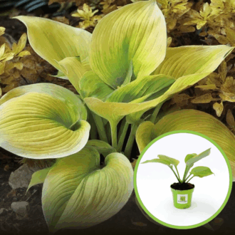 Funkia Hosta Golden Waffles - złote liście Hosta Golden Waffles 1