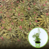 Wilczomlecz Ascot Rainbow (Euphorbia) - kolorowa bylina Euphorbia 'Ascot Rainbow' 1