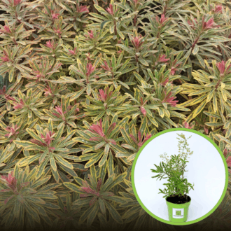 Wilczomlecz Ascot Rainbow (Euphorbia) - kolorowa bylina Euphorbia 'Ascot Rainbow' 1