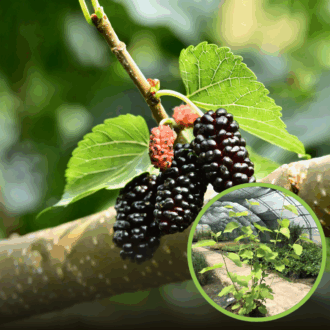 Morwa czarna (Morus nigra) - ZDROWE OWOCE Morus nigra 1