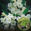 Krzewuszka cudowna Candida - BIAŁA Weigela florida 'Candida' 1