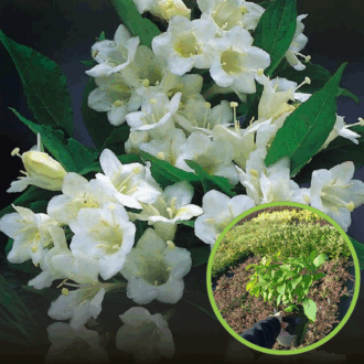 Krzewuszka cudowna Candida - BIAŁA Weigela florida 'Candida' 1