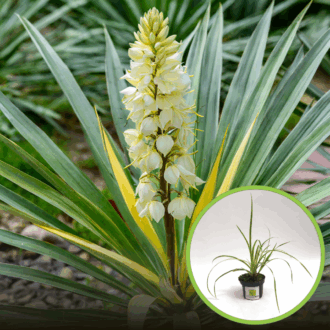 Juka Golden Heart - żółta złota odmiana Yucca filamentosa 'Golden heart' 1