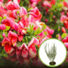 Żarnowiec Boskoop Ruby - Krwista czerwień Cytisus scoparius 'Boskoop Ruby' 1