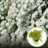 Tawuła Wczesna - Biały wodospad Spirea arguta 1