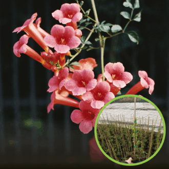 Milin Amerykański Gabor - Różowe pnącze Campsis radicans 'Gabor' 1