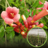 Milin Amerykański Ursynów - czerwona Campsis radicans 'Ursynów' 1