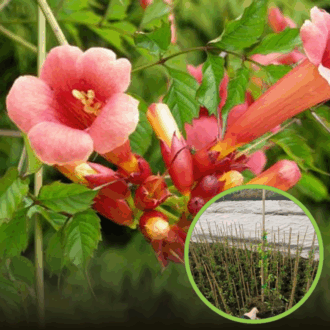 Milin Amerykański Ursynów - czerwona Campsis radicans 'Ursynów' 1