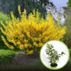 Forsycja pośrednia - roślina idealna na żwyopłot Forsythia × intermedia 1