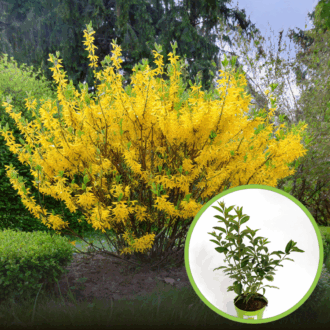 Forsycja pośrednia - roślina idealna na żwyopłot Forsythia × intermedia 1