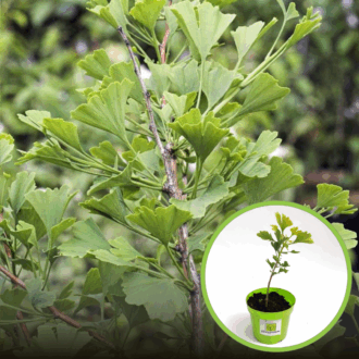 Miłorząb dwuklapowy (Ginko biloba) - Roślina Życia - p9 Ginko biloba 1