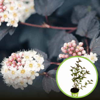 Pęcherznica kalinolistna DIABOLO - Ciemna Physocarpus opulifolius " Diabolo " 1