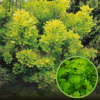 Perukowiec Podolski "Golden Spirit"- Złota odmiana Cotinus coggygria 'Golden spirit' 1
