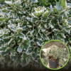 Trzmielina Fortune'a EMERALD GAIETY - Nakrapiana odmiana Euonymus fortunei 'EMERALD GAIETY' 1