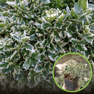 Trzmielina Fortune'a EMERALD GAIETY - Nakrapiana odmiana Euonymus fortunei 'EMERALD GAIETY' 1