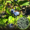 Borówka amerykańska BRIGITTA - PÓŹNA ODMIANA Vaccinium corymbosum 'BRIGITTA' 1
