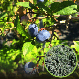 Borówka amerykańska BRIGITTA - PÓŹNA ODMIANA Vaccinium corymbosum 'BRIGITTA' 1