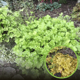 Żurawka World Caffe Romano - heuchera- Złota odmiana Heuchera 'World Caffe Romano' 1