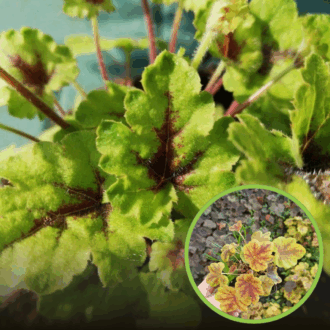 Żurawka Fire Frost - Żółe liście z czerwonymi żyłkami Heuchera 'Fire Frost' 1