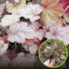 Żurawka Infinity - Kolorowe liście Heuchera 'Infinity' 1
