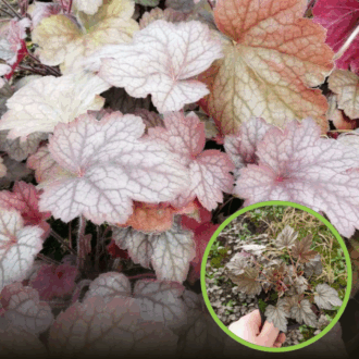 Żurawka Infinity - Kolorowe liście Heuchera 'Infinity' 1