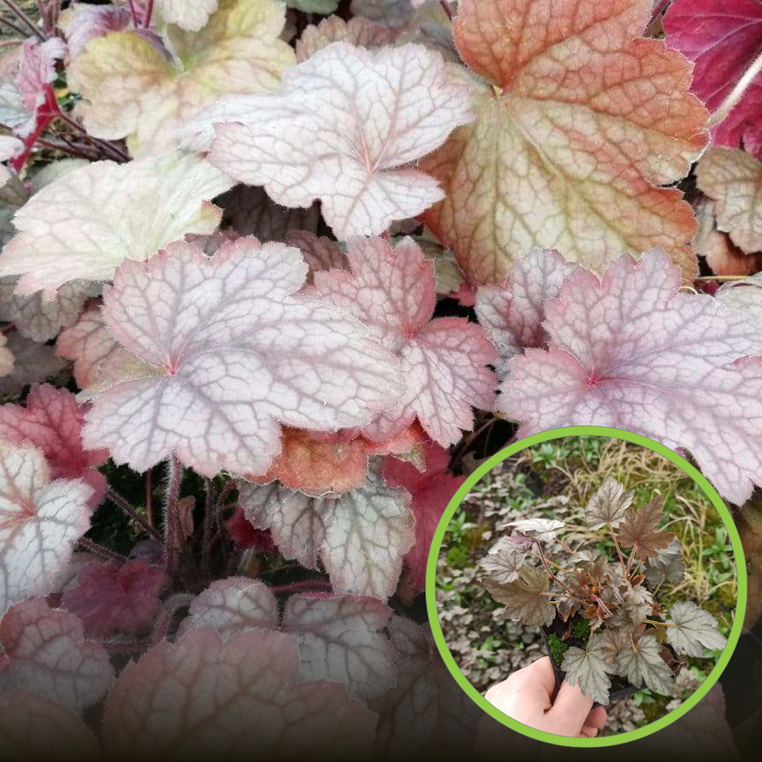 Żurawka Infinity - Kolorowe liście Heuchera 'Infinity' 1