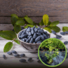 Jagoda kamczacka ZOJKA - SŁODKA ODMIANA Lonicera caerulea L. var. kamtschatica 'ZOJKA ' 1