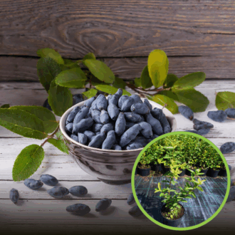 Jagoda kamczacka ZOJKA - SŁODKA ODMIANA Lonicera caerulea L. var. kamtschatica 'ZOJKA ' 1
