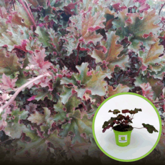 Żurawka Heuchera Crimson Curls - Różowa odmiana Heuchera 'Crimson Curls' 1