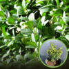 Bukszpan wieczniezielony - idealny na żywopłot Buxus sempervirens C2 1