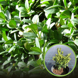 Bukszpan wieczniezielony - idealny na żywopłot Buxus sempervirens C2 1