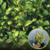Bukszpan wieczniezielony Aureovariegata - żółty Buxus sempervirens 'Aureovariegata' 1