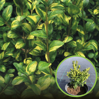 Bukszpan wieczniezielony Aureovariegata - żółty Buxus sempervirens 'Aureovariegata' 1