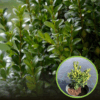 Bukszpan wieczniezielony Variegata - żółte liście Buxus sempervirens 'Variegata' 1