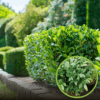 Bukszpan drobnolistny Faulkner - drobne liście Buxus sempervirens 'Faulkner' 1