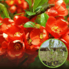 Pigwowiec japoński Fire Dance - różowe kwiaty Chaenomeles japonica 'Fire Dance' 1