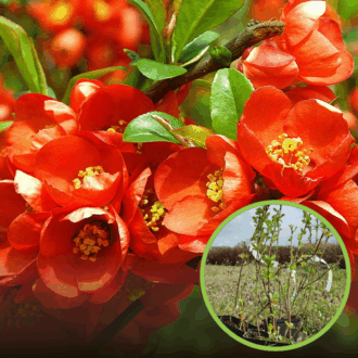 Pigwowiec japoński Fire Dance - różowe kwiaty Chaenomeles japonica 'Fire Dance' 1